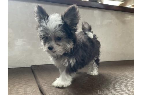 商談中の東京都のミックス犬-381747の8枚目