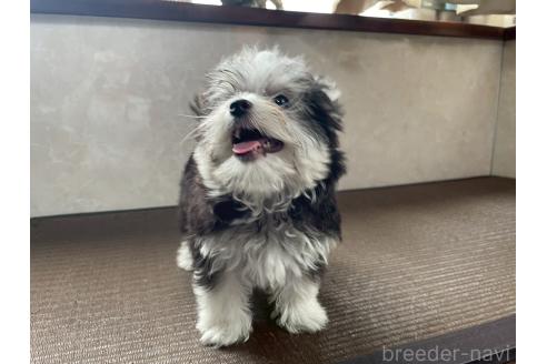 商談中の東京都のミックス犬-381747の6枚目
