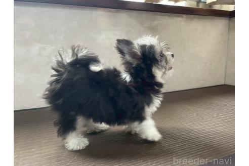 商談中の東京都のミックス犬-381747の5枚目