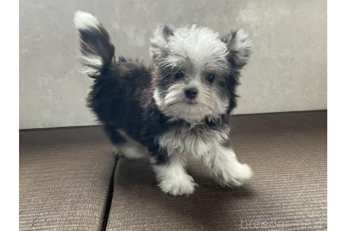 商談中の東京都のミックス犬-381747の4枚目
