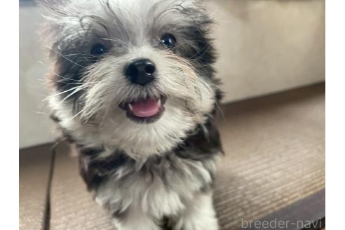 商談中の東京都のミックス犬-381747の3枚目