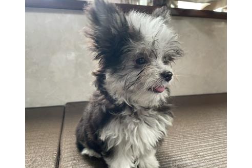 商談中の東京都のミックス犬-381747の2枚目