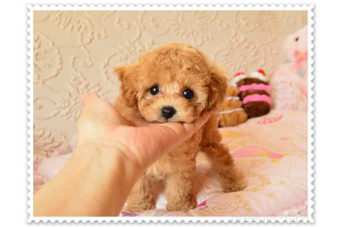 販売中の岩手県のティーカッププードル-396639の3枚目