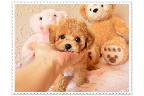 販売中の岩手県のティーカッププードル-396639の2枚目