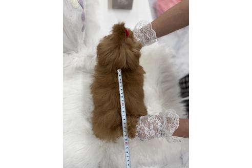 販売中の山梨県のトイプードル-396910の7枚目