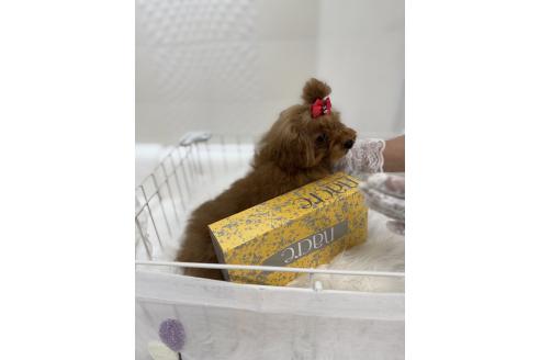販売中の山梨県のトイプードル-396910の6枚目