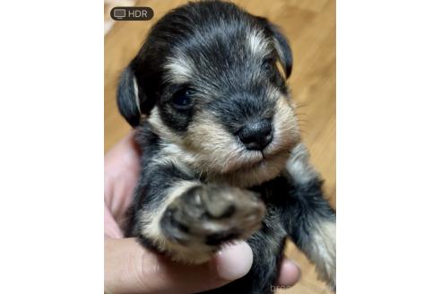 販売中の三重県のミニチュアシュナウザー-396911の6枚目