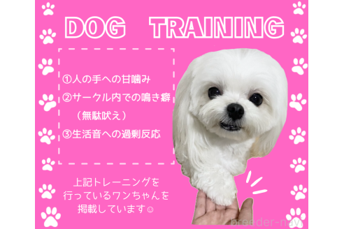 販売中の静岡県のカニンヘンダックスフンド(ロングヘアード)-395500の2枚目