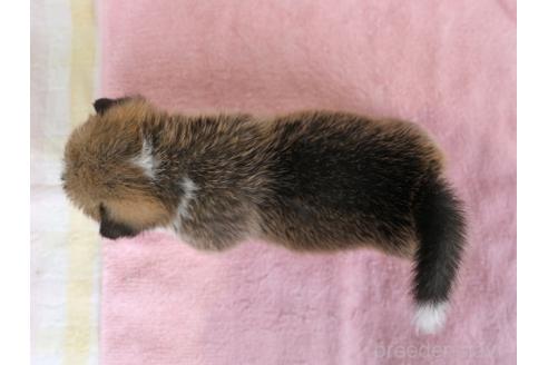 販売中の兵庫県のウェルシュコーギーペンブローク-396936の2枚目