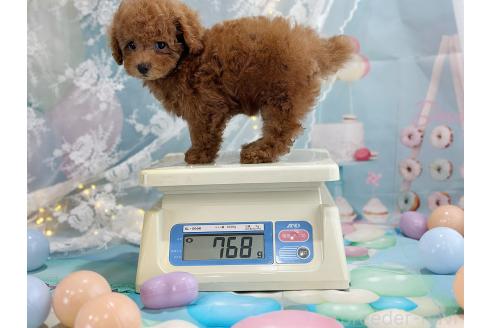 販売中の京都府のティーカッププードル-396942の15枚目