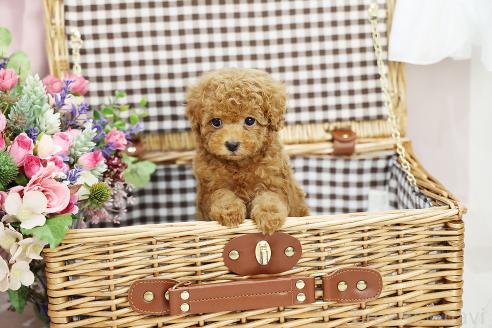 販売中の京都府のティーカッププードル-396942の5枚目