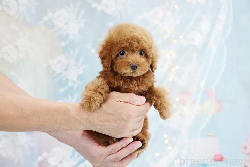販売中の京都府のタイニープードル-396945の10枚目