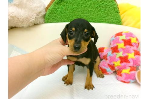 販売中の大阪府のミニチュアピンシャー(ミニピン)-396950の2枚目