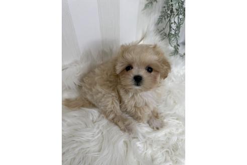 販売中の島根県のマルプー:マルチーズ×トイプードル-396958の14枚目