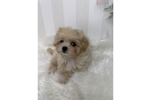 販売中の島根県のマルプー:マルチーズ×トイプードル-396958の13枚目