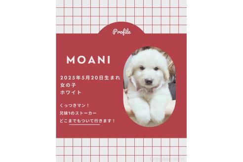 販売中の岩手県のミックス犬-396959の1枚目