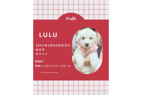 販売中の岩手県のミックス犬-396960
