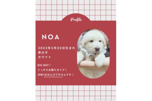 販売中の岩手県のミックス犬-396961