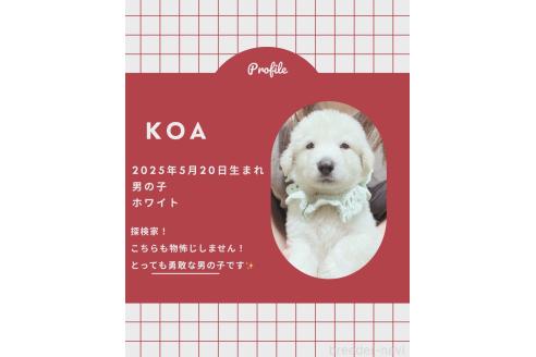 販売中の岩手県のミックス犬-396962の1枚目