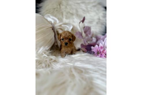 販売中の東京都のミックス犬-393677の5枚目