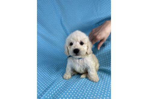 販売中の北海道のミックス犬-396967の4枚目