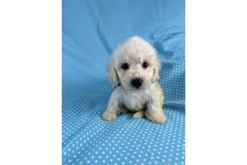 販売中の北海道のミックス犬-396967の3枚目
