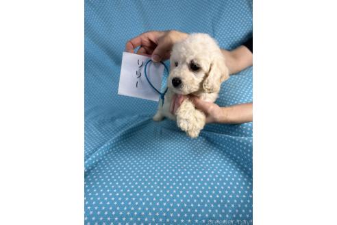 販売中の北海道のミックス犬-396967の2枚目
