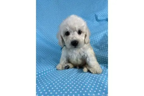 販売中の北海道のミックス犬-396967の1枚目