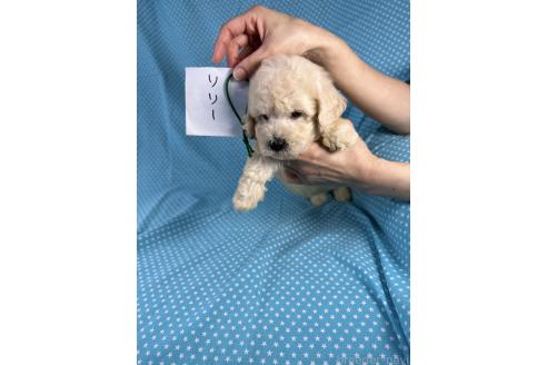 販売中の北海道のミックス犬-396969の4枚目
