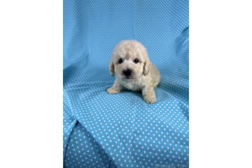 販売中の北海道のミックス犬-396969の3枚目