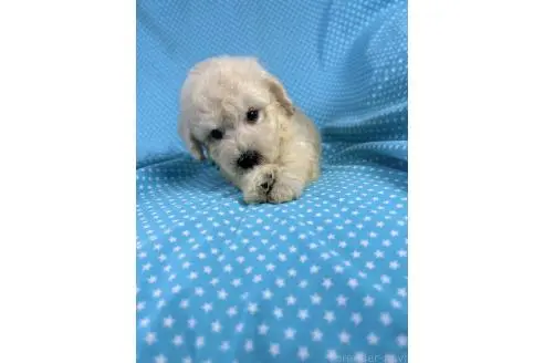 販売中の北海道のミックス犬-396969の1枚目