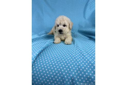 販売中の北海道のミックス犬-396969の2枚目