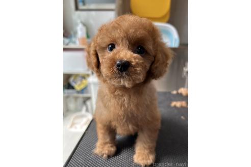 販売中の愛媛県のタイニープードル-396975の2枚目