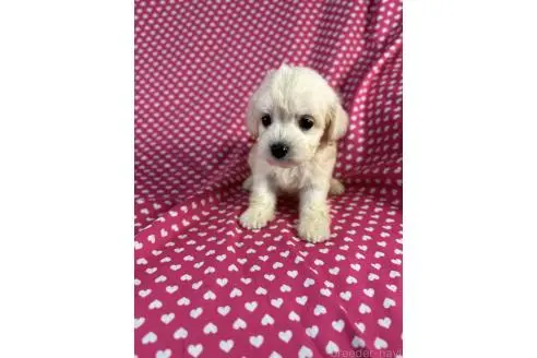 販売中の北海道のミックス犬-396973の4枚目
