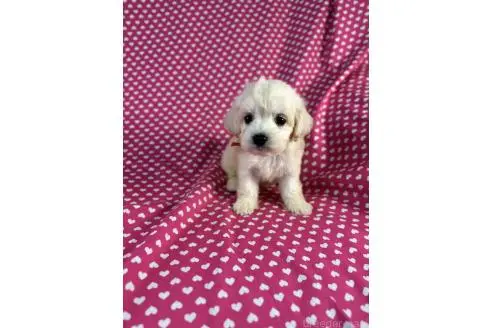 販売中の北海道のミックス犬-396973の1枚目