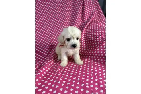 販売中の北海道のミックス犬-396973の3枚目