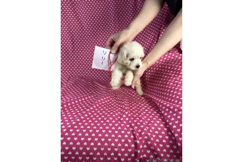 販売中の北海道のミックス犬-396973の2枚目