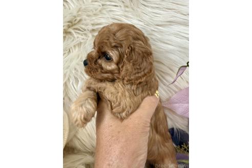 販売中の東京都のミックス犬-393681の2枚目