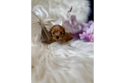 販売中の東京都のミックス犬-393680の3枚目