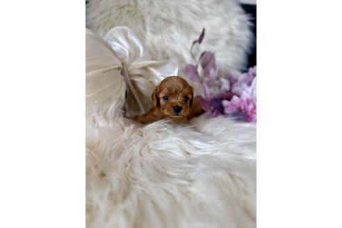 販売中の東京都のミックス犬-393680の2枚目
