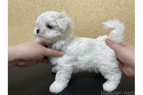 販売中の宮城県のマルチーズ-396985の2枚目
