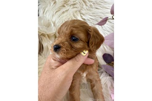 販売中の東京都のミックス犬-393682の4枚目