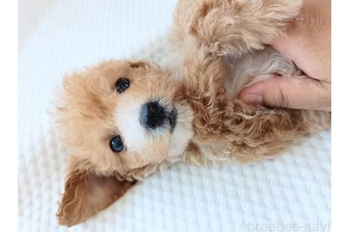 販売中の千葉県のトイプードル-396995の5枚目