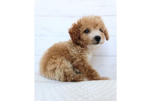 販売中の千葉県のトイプードル-396995の4枚目