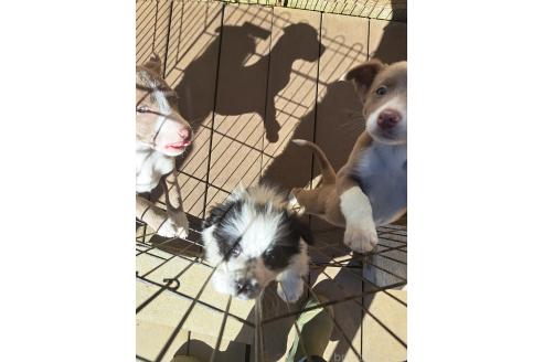 成約済の千葉県のミックス犬-396996の1枚目