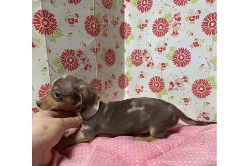 販売中の愛知県のミニチュアダックスフンド(スムースヘアード)-396997の4枚目