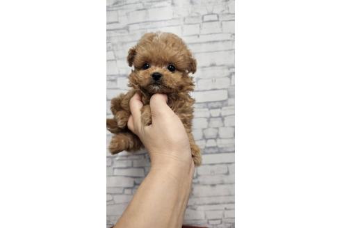 販売中の埼玉県のチワプー:チワワ×トイプードル-396146