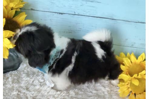 販売中の埼玉県のミックス犬-393939の8枚目