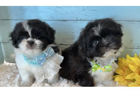 販売中の埼玉県のミックス犬-393939の7枚目