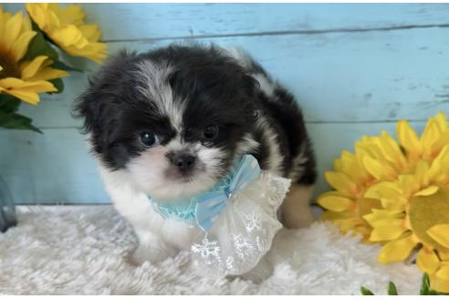 販売中の埼玉県のミックス犬-393939の6枚目